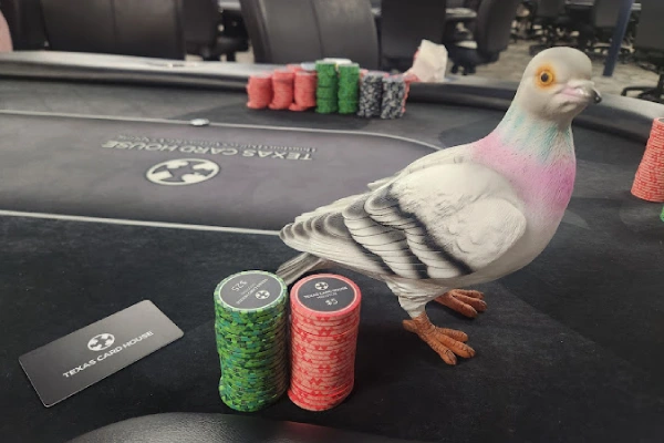 texas card house in Houston, Texas - Top Rated Choices