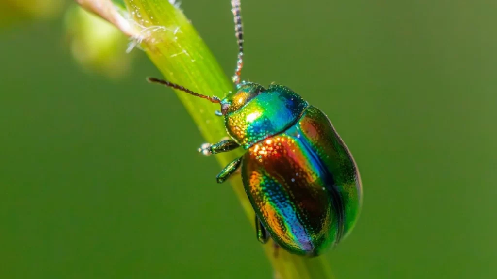 Best Pest Control in San Antonio, TX - Top Rated Choices Best Pest Control in San Antonio, TX -Top Rated Choices